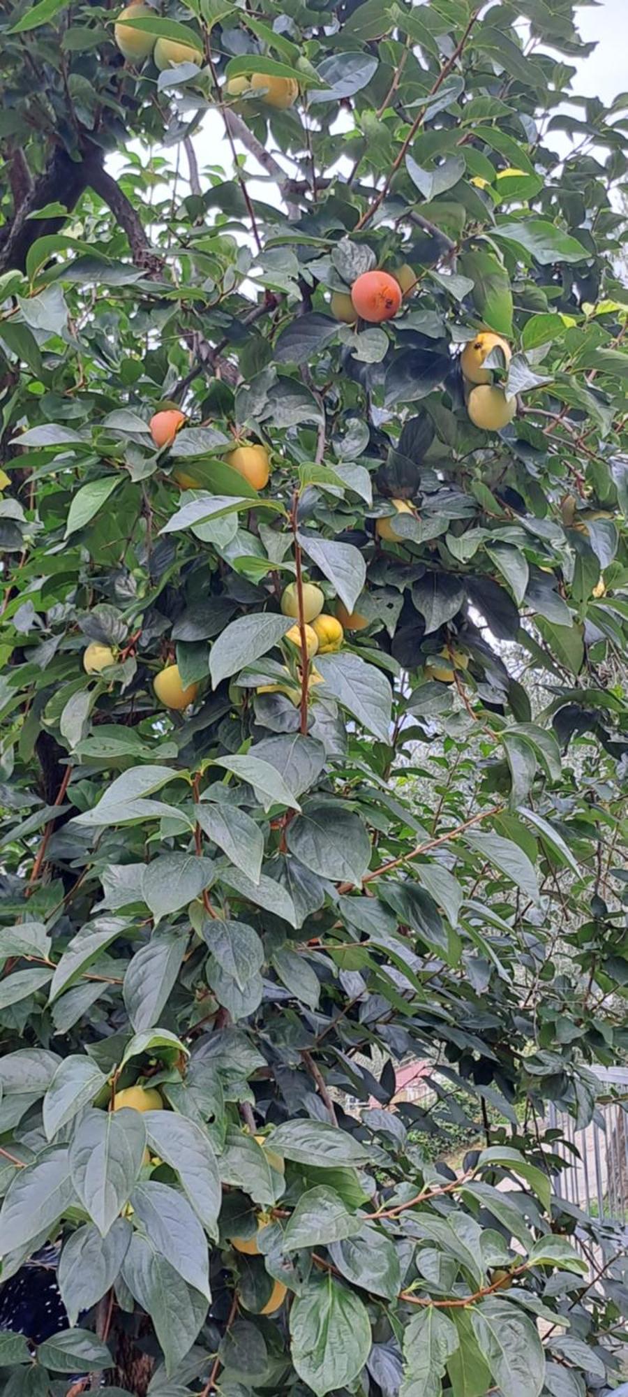 Appartamento Ciclamino Malcesine Luaran gambar